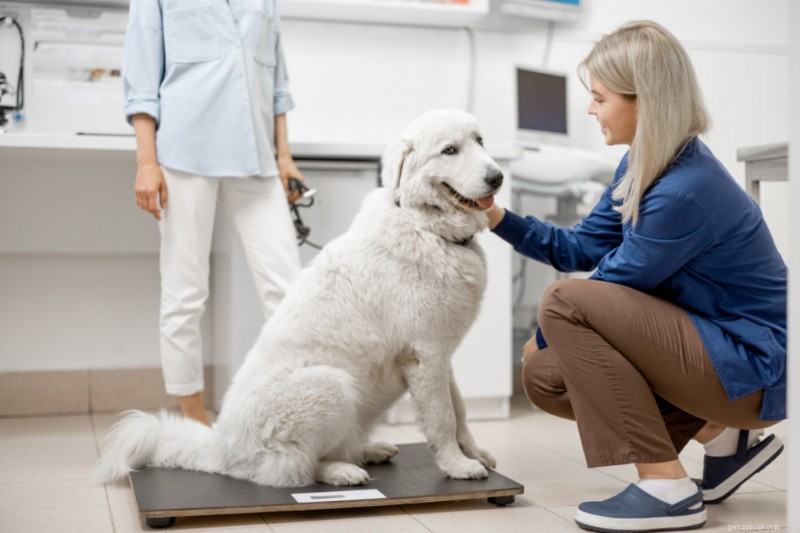 Determining Your Dog’s Ideal Weight: A Guide for Healthy Pets