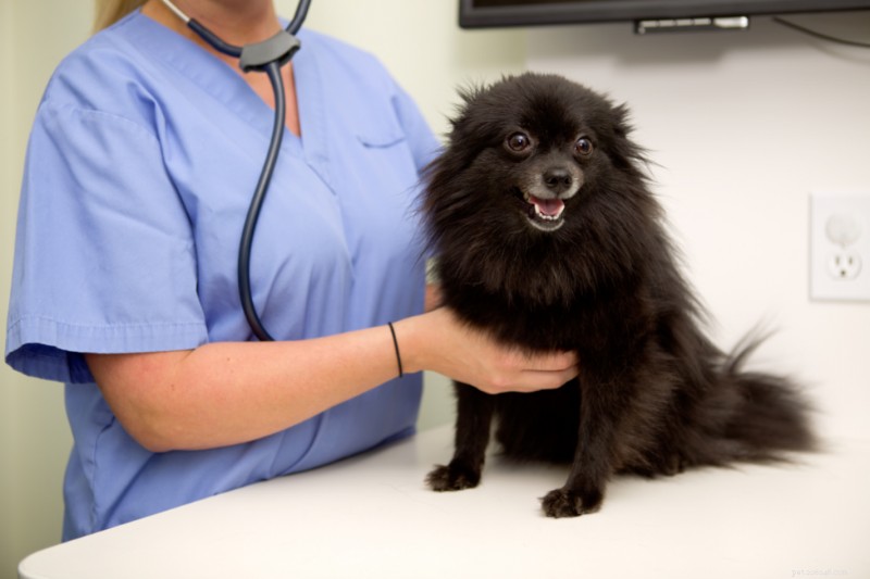 Understanding Your Dog’s Normal Heart Rate: A Practical Guide
