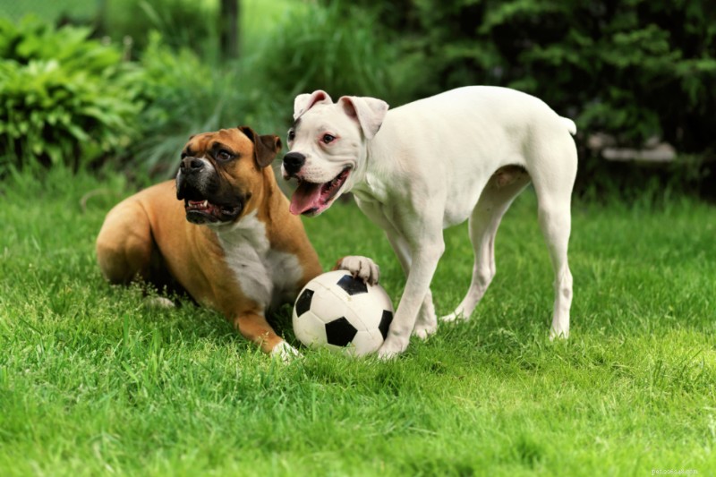 Understanding Your Dog’s Normal Heart Rate: A Practical Guide