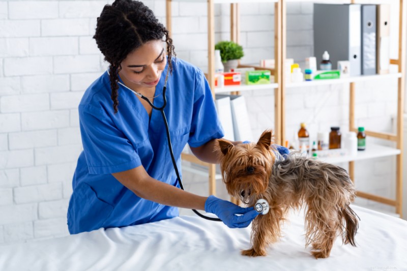 Understanding Your Dog’s Normal Heart Rate: A Practical Guide