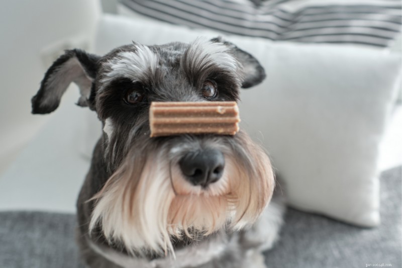 10 Must‑Try Dog Dental Chews for a Cleaner Smile