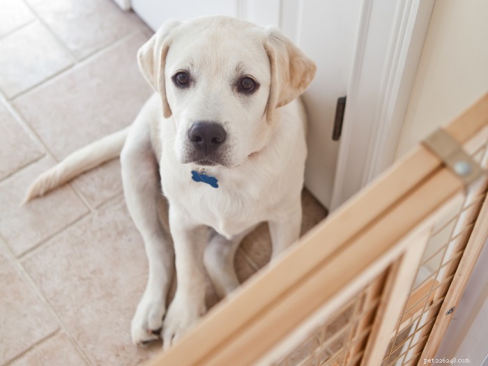 Choosing the Right Indoor Dog Gate: A Professional Guide