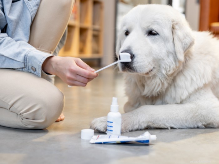 9 Key Habits for a Healthy Dog & Stronger Bond