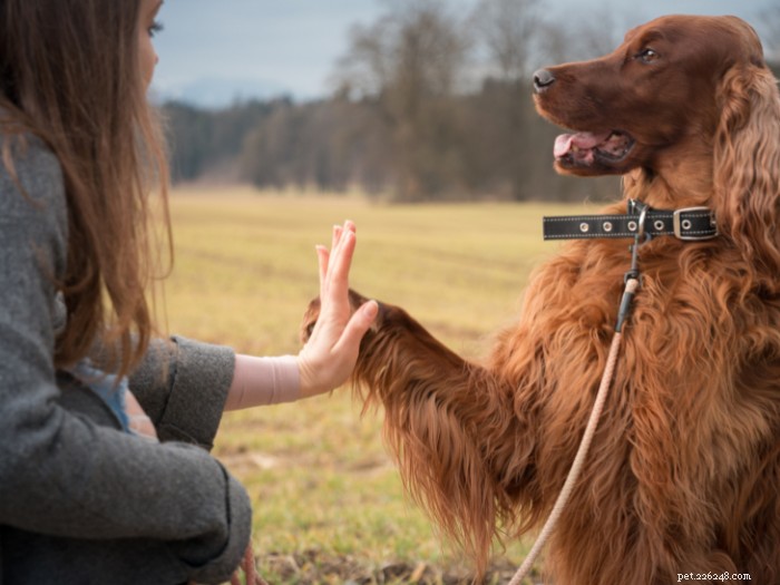 9 Key Habits for a Healthy Dog & Stronger Bond