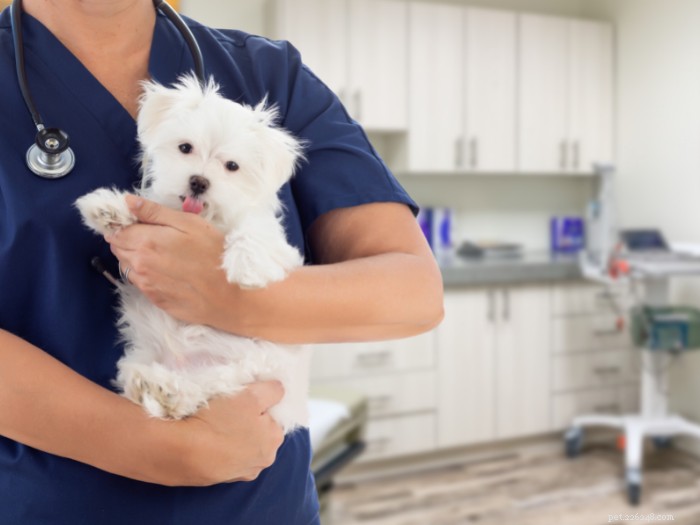 Understanding Pet Insurance: How It Works and Saves You Money
