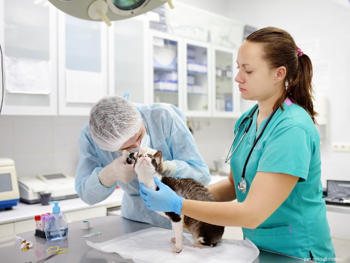 Understanding Pet Insurance: How It Works and Saves You Money