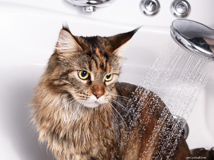 Stress-Free Cat Bathing: A Simple Guide