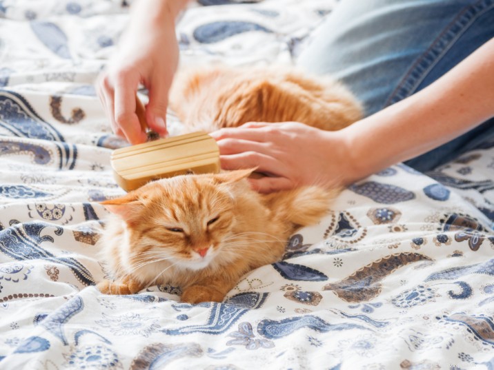 Stress-Free Cat Bathing: A Simple Guide