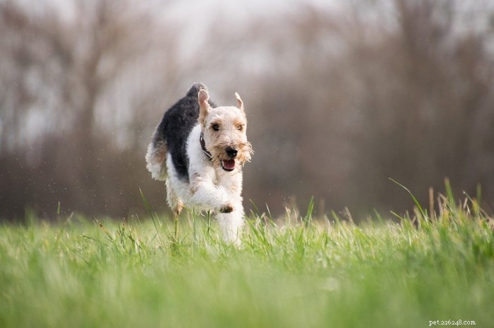 Turmeric for Dogs: Health Benefits & Usage Guide