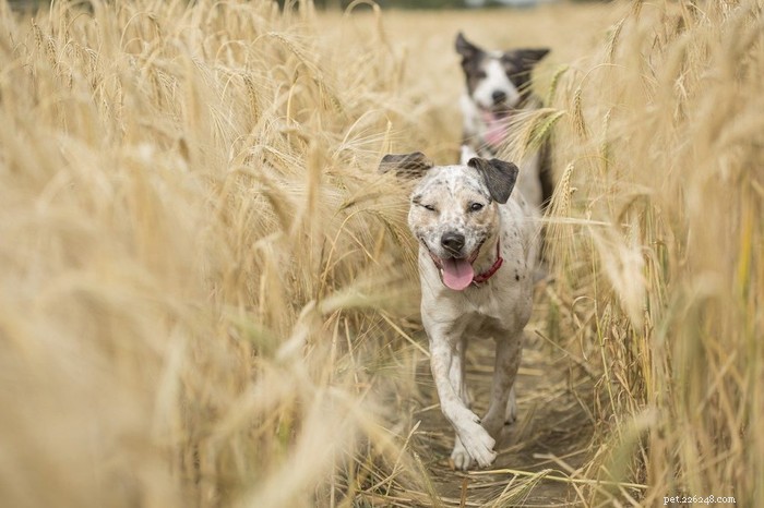Glucosamine for Dogs: A Proven Solution to Joint Pain & Arthritis