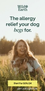 250 Unique & Uncommon Dog Names to Set Your Pup Apart
