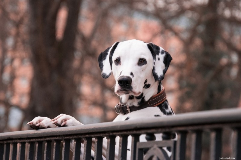 Long-Haired Dalmatians: History, Traits, and Care Guide