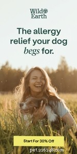 Long-Haired Dalmatians: History, Traits, and Care Guide