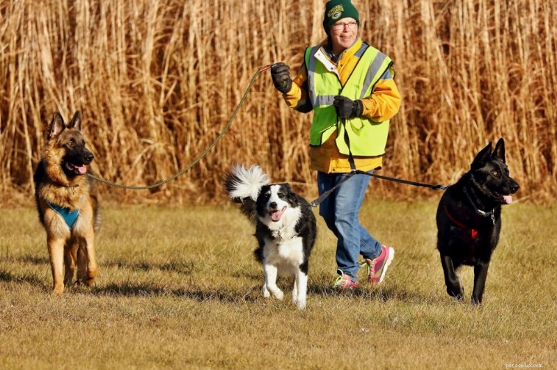 Essential Safety Tips for Dog Walkers: Keep Your Pet Secure