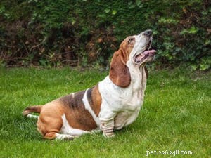 Train Your Dog to Listen: Proven Techniques for Effective Obedience