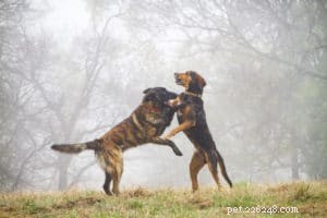 When Dog Play Becomes Too Rough: Signs, Risks, and How to Keep Play Safe