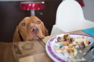Managing Anti‑Social Behavior in Dogs: Proven Strategies for a Harmonious Pack