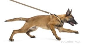 Managing Anti‑Social Behavior in Dogs: Proven Strategies for a Harmonious Pack