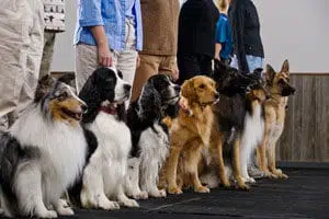 How to Choose the Best Dog Obedience Course for Your Pup