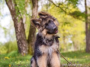 Training a 10-Month-Old Shar‑Pei/Pointer Mix: Overcoming Early Challenges