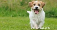 How to Monitor Your Pet’s Resting Respiratory Rate: A Practical Owner’s Guide
