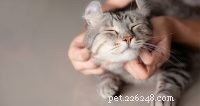 How to Monitor Your Pet’s Resting Respiratory Rate: A Practical Owner’s Guide