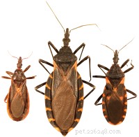 Understanding Chagas Disease: Causes, Transmission, and Prevention