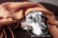 Is Your Pet at Risk from the New Coronavirus? Expert Guidance