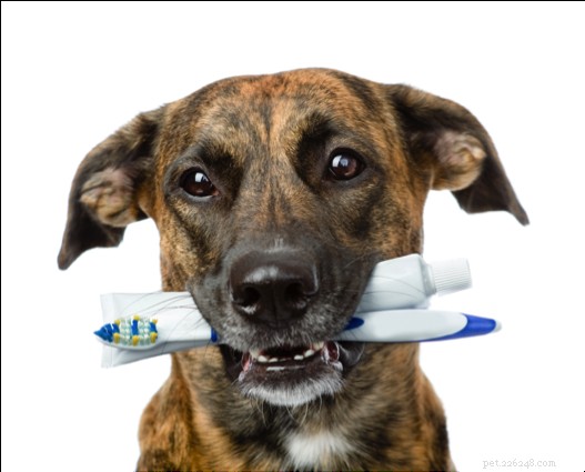 Pets Have Teeth Too: Recognize & Treat Bad Breath