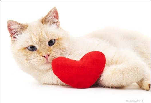 Pets Have Teeth Too: Recognize & Treat Bad Breath