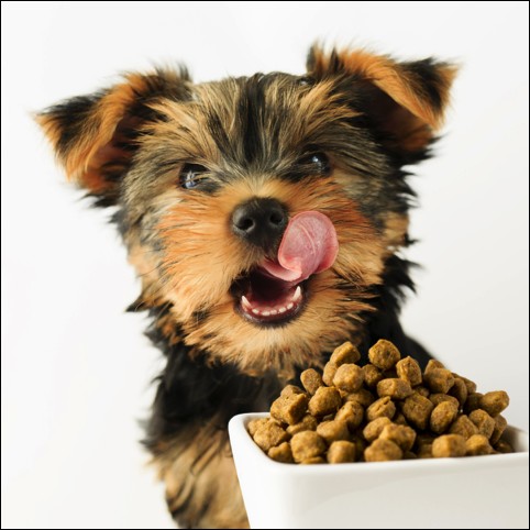 Pets Have Teeth Too: Recognize & Treat Bad Breath
