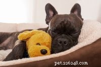 Brain Games for Dogs: Boost Mental Stimulation During Recovery