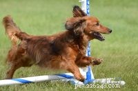Brain Games for Dogs: Boost Mental Stimulation During Recovery