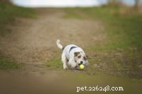 Brain Games for Dogs: Boost Mental Stimulation During Recovery