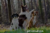 The Dog Aging Project: 10-Year Study on 10,000 Dogs for Longevity Insights