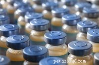 Groundbreaking Cancer Vaccine Trial Begins in Dogs, Paving Way for Human Treatment