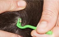 How to Safely Remove a Tick from Your Dog or Cat: Step-by-Step Guide