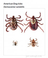 How to Safely Remove a Tick from Your Dog or Cat: Step-by-Step Guide
