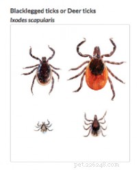 How to Safely Remove a Tick from Your Dog or Cat: Step-by-Step Guide