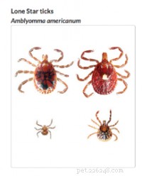 How to Safely Remove a Tick from Your Dog or Cat: Step-by-Step Guide