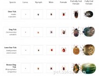 How to Safely Remove a Tick from Your Dog or Cat: Step-by-Step Guide