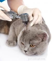 Welcome Your New Kitten: Essential Tips for a Smooth Transition