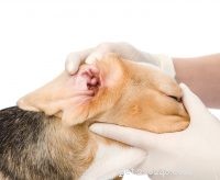 Relief for Itchy Skin: How Apoquel and Cytopoint Treat Dog Allergies