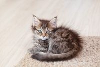 Feliscratch: Redirecting Your Cat’s Scratching Behavior Effectively
