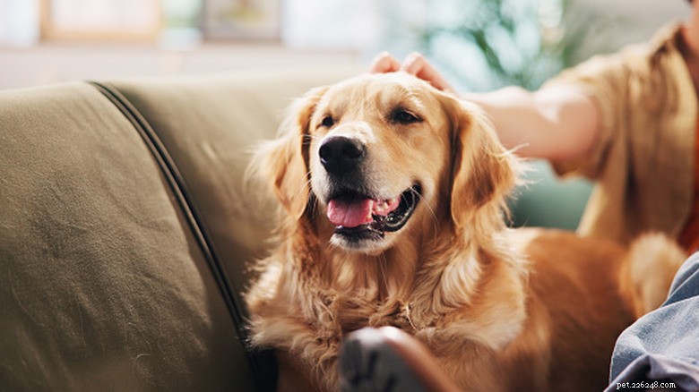 Golden Retriever Brings Joy to Train Passengers, Winning Hearts with Friendly Personality