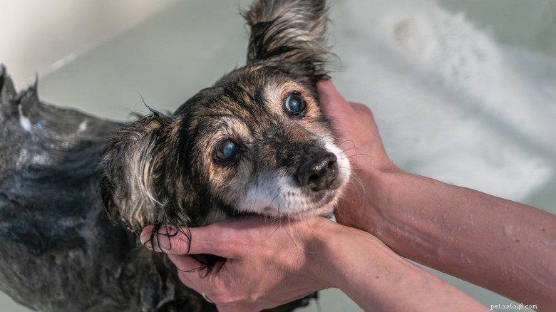 Senior Dachshund Daisy s Joyful Post-Bath Hops Will Melt Your Heart