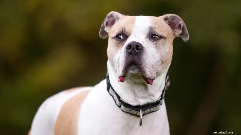 Meet Dyce: The Rottweiler TikTok Star Who Gives the Most Epic Side-Eyes