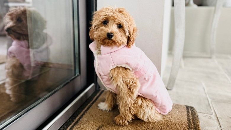 Tiny Maltese Mix Delivers Heartwarming Welcome to Grandpa the Moment He Walks In