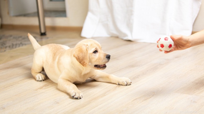 Labrador Wins Gold with Unbelievable Puppy Pounce – Watch the Adorable Moment