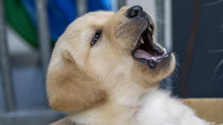 Blue the Golden Retriever Puppy’s First Bark and Tail-Wagging Charm Capture Hearts